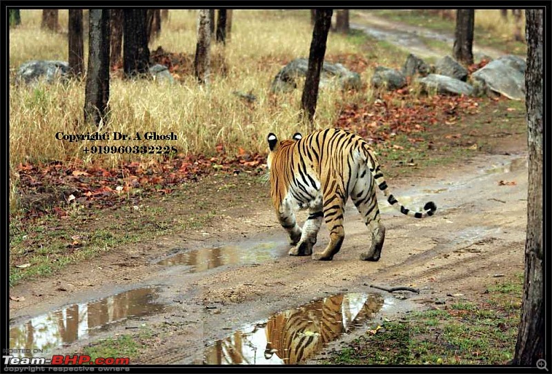 Pench Tiger Reserve - New season starts with a Bang !!!-img_2256.jpg