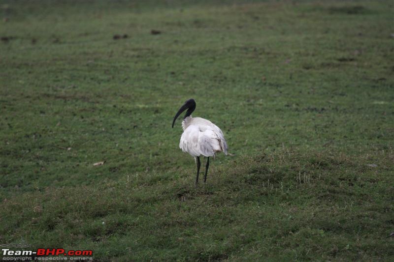 Mowglis Playground - The lesser known inhabitants-ibis-medium.jpg