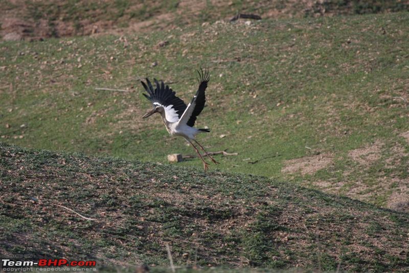 Mowglis Playground - The lesser known inhabitants-open-billed-stork-medium.jpg