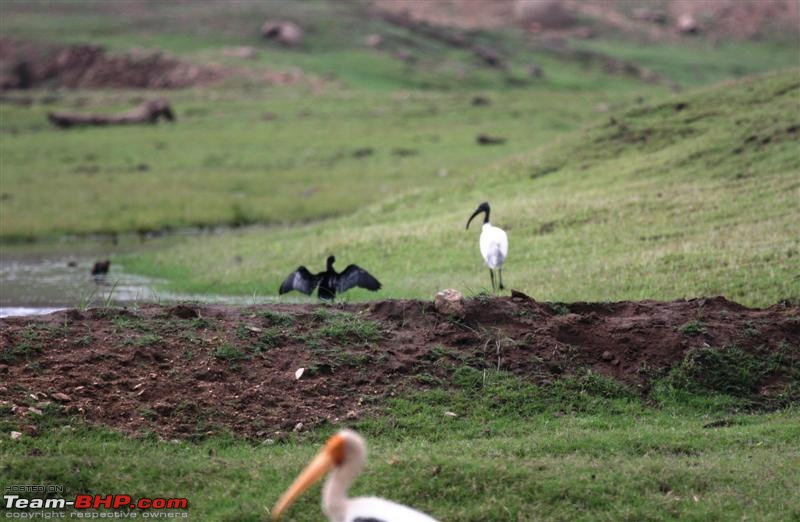 Mowglis Playground - The lesser known inhabitants-cormorant-medium.jpg