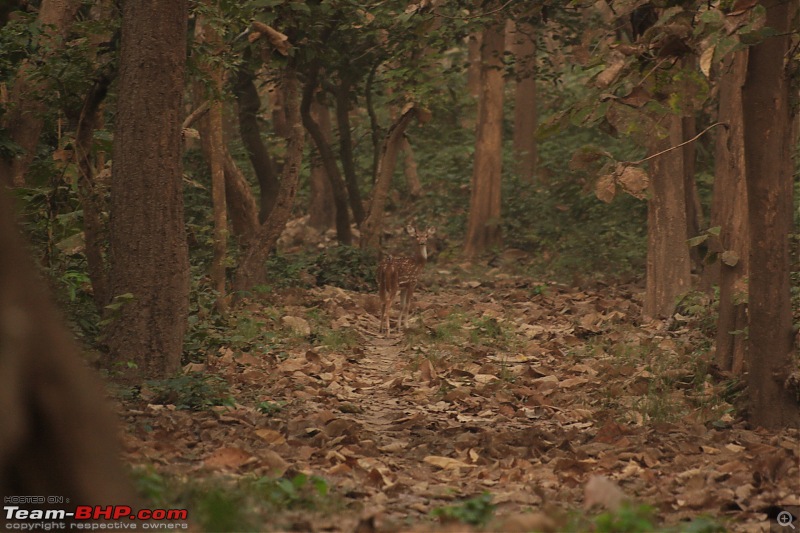 Katerniaghat Wildlife Sanctuary-img_6703.jpg