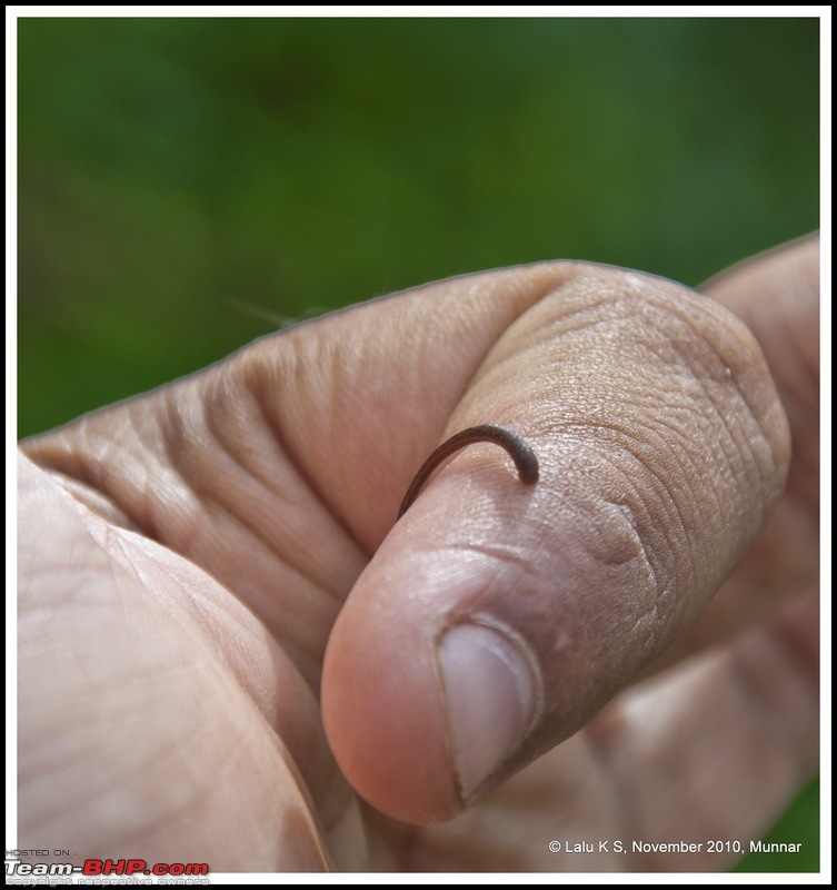 Civved : Kodaikanal, Munnar-_dsc4713p.jpg