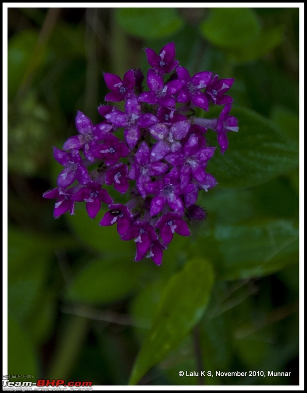 Civved : Kodaikanal, Munnar-_dsc4570p.jpg