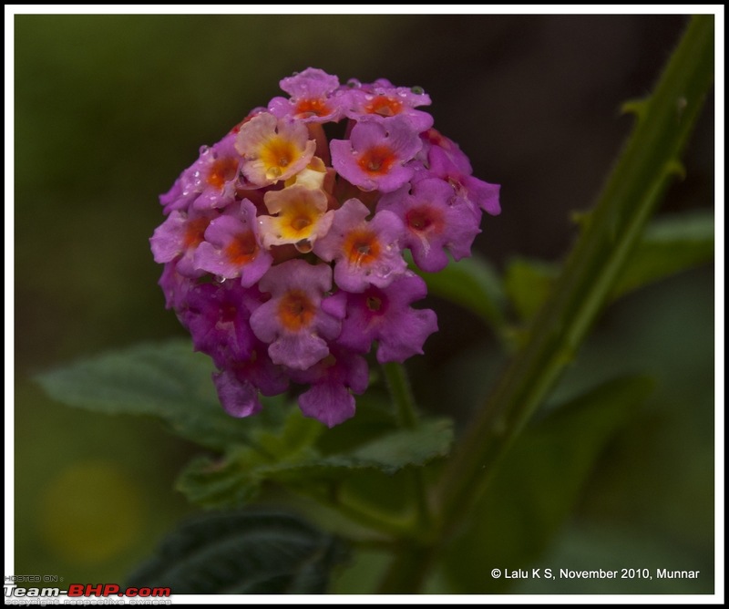 Civved : Kodaikanal, Munnar-_dsc4590p.jpg