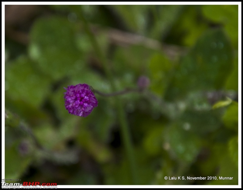 Civved : Kodaikanal, Munnar-_dsc4596p.jpg