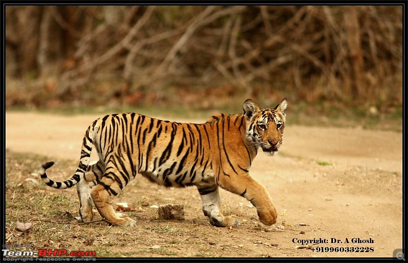 Pench Tiger Reserve - New season starts with a Bang !!!-img_5796.jpg