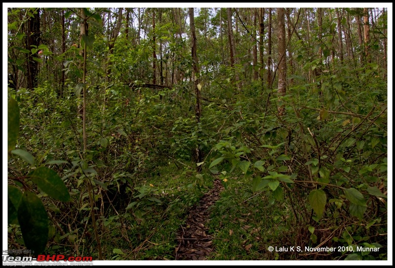 Civved : Kodaikanal, Munnar-_dsc4675p.jpg