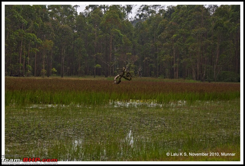 Civved : Kodaikanal, Munnar-_dsc4640p.jpg