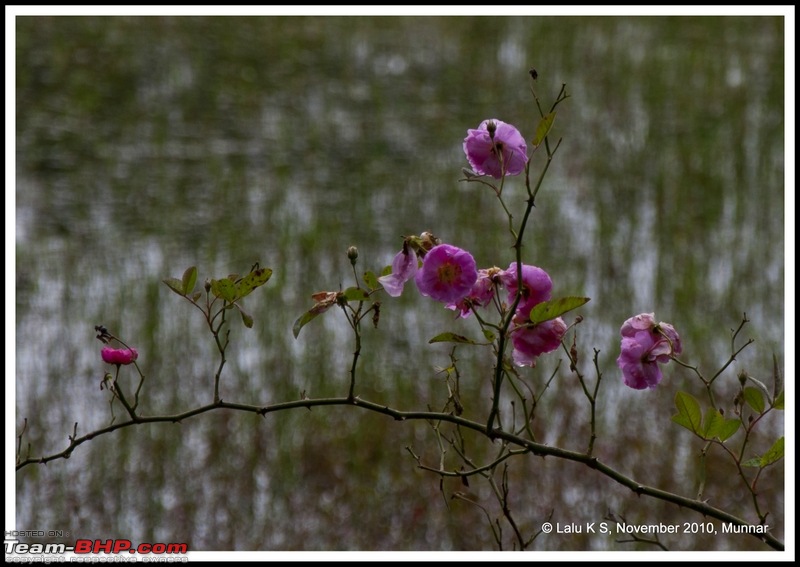 Civved : Kodaikanal, Munnar-_dsc4652p.jpg