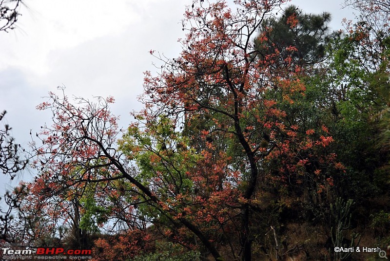 A drive to Pabbar valley & Chanshal: Spring break 2011-dsc_49721.jpg