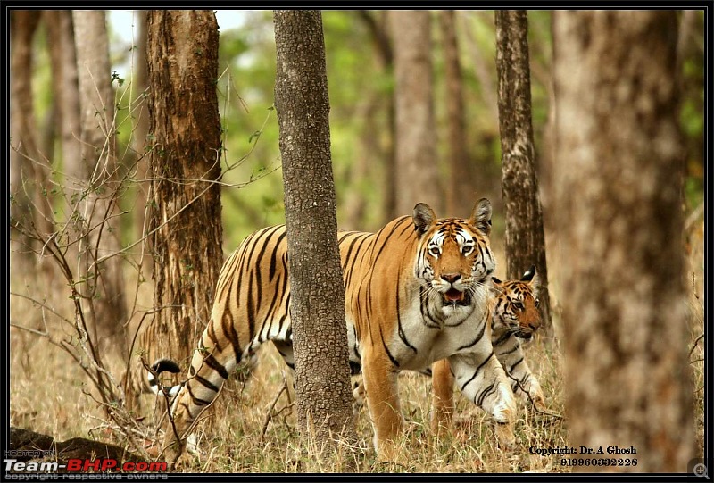 Pench Tiger Reserve - New season starts with a Bang !!!-img_5748.jpg