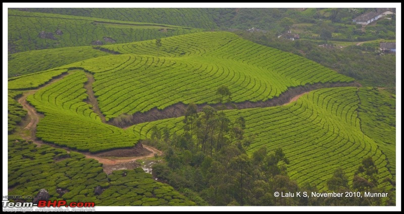 Civved : Kodaikanal, Munnar-_dsc4811p.jpg