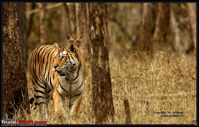 Pench Tiger Reserve - New season starts with a Bang !!!-img_5723.jpg