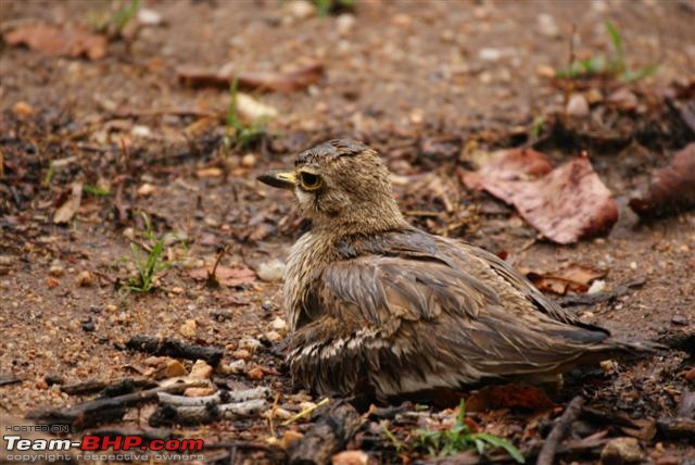 Mowglis Playground - The lesser known inhabitants-thick-knee-5-small.jpg