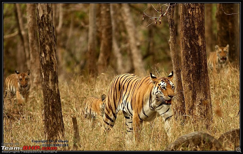 Pench Tiger Reserve - New season starts with a Bang !!!-img_5733.jpg