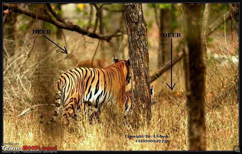 Pench Tiger Reserve - New season starts with a Bang !!!-img_5826.jpg