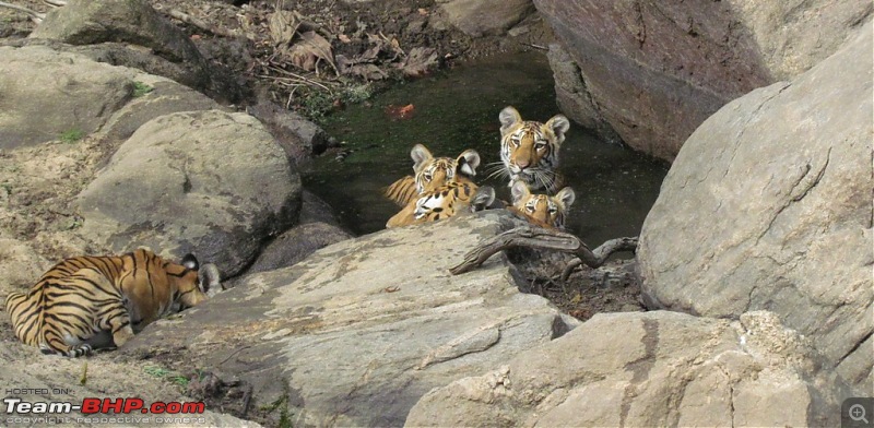 Pench Tiger Reserve - New season starts with a Bang !!!-cute-babies.jpg