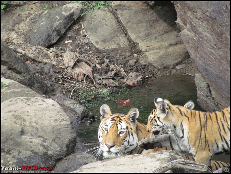 Pench Tiger Reserve - New season starts with a Bang !!!-img_0243.jpg