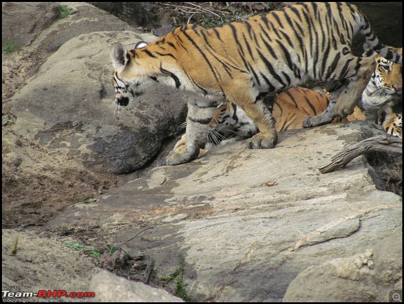 Pench Tiger Reserve - New season starts with a Bang !!!-img_0244.jpg
