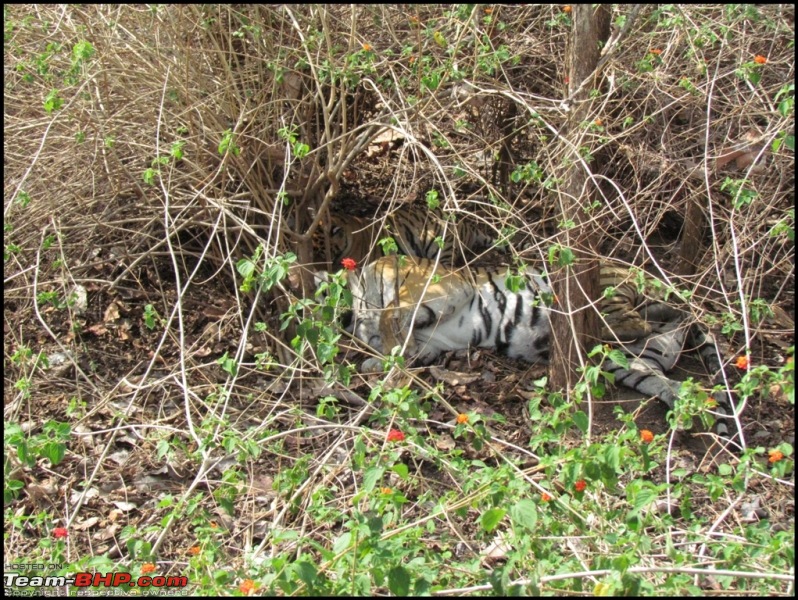 Pench Tiger Reserve - New season starts with a Bang !!!-img_0263.jpg