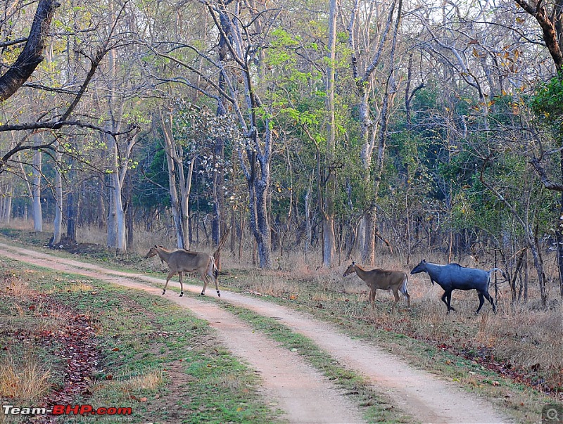 Gurgaon - Jhansi - Khajuraho - Bandhavgarh - Pench - Kanha - Bhedaghat - Gurgaon-4244.jpg