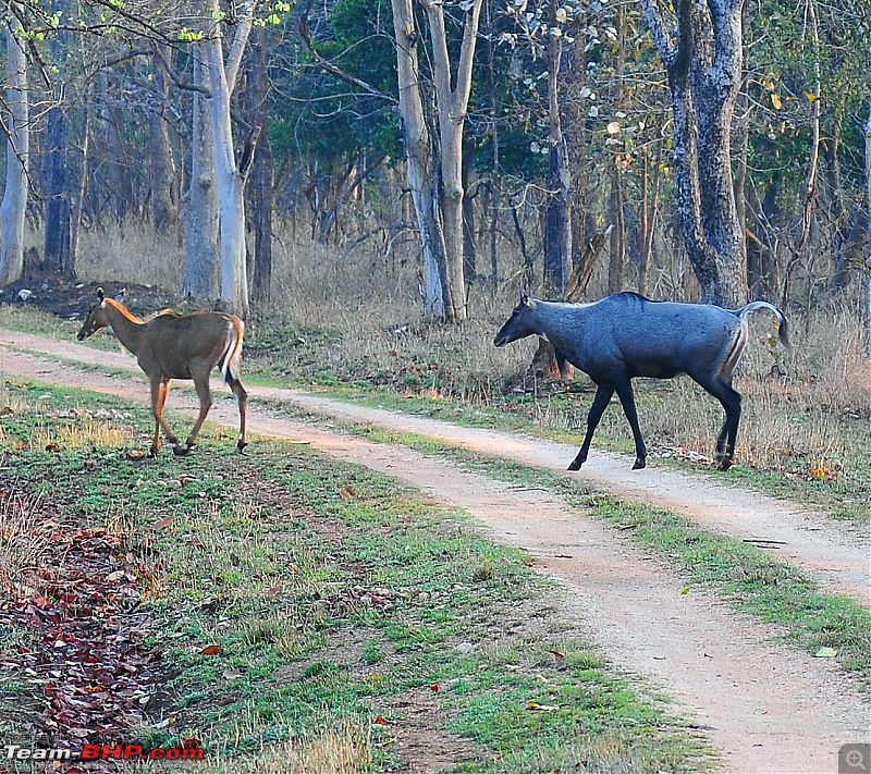 Gurgaon - Jhansi - Khajuraho - Bandhavgarh - Pench - Kanha - Bhedaghat - Gurgaon-4247.jpg