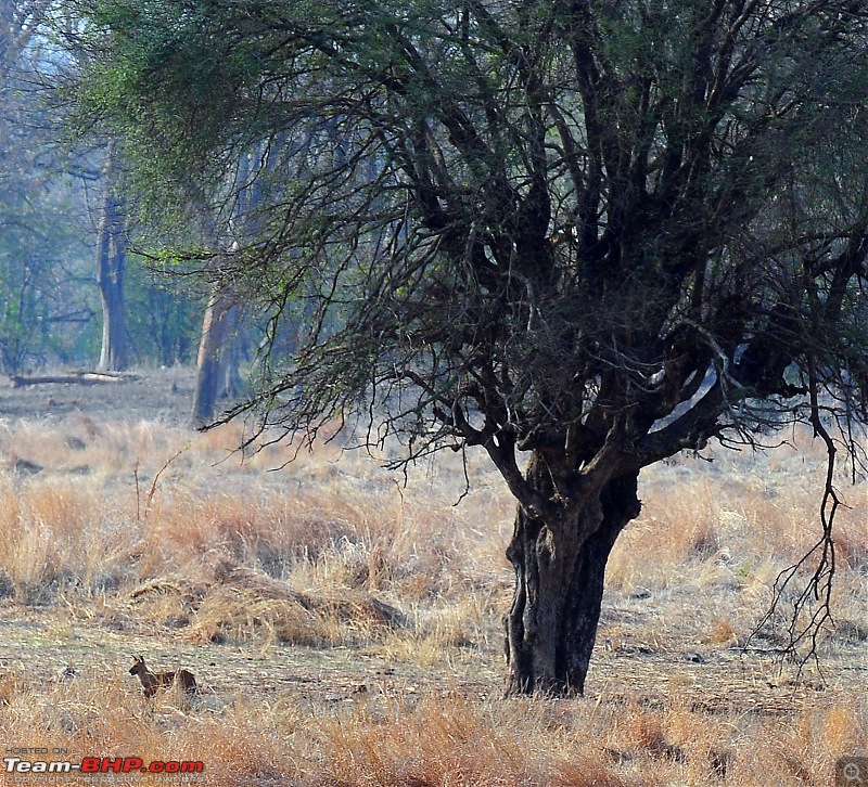 Gurgaon - Jhansi - Khajuraho - Bandhavgarh - Pench - Kanha - Bhedaghat - Gurgaon-4264.jpg