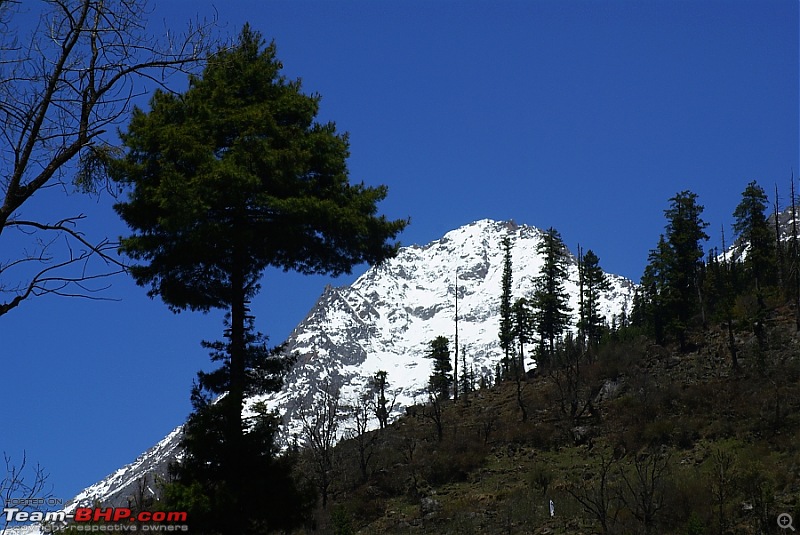 Blissful, beautiful Bhabha Valley @ Kafnu-peak_tree.jpg