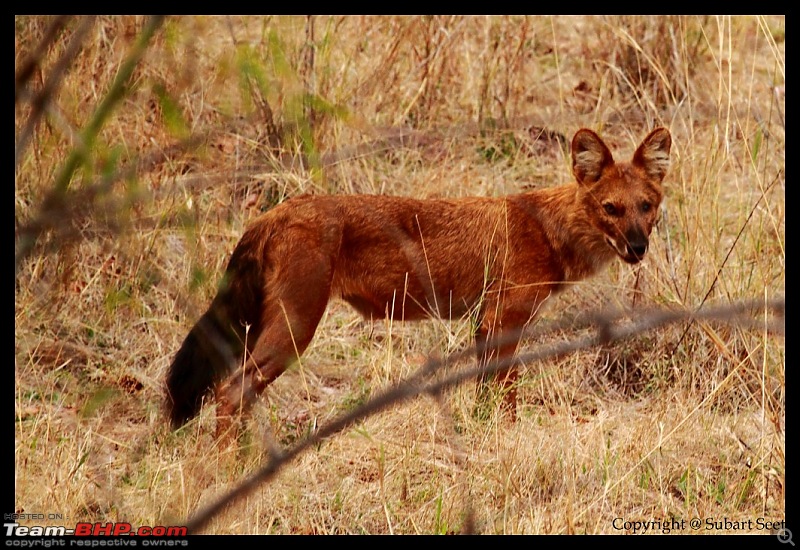 Tadoba Andhari Tiger Reserve - Rocking-day-3-tadoba-wild-dog326-1024x768.jpg