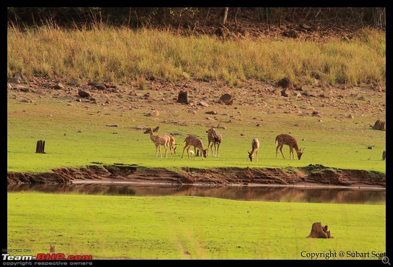 Tadoba Andhari Tiger Reserve - Rocking-deer-tiger194-1024x768.jpg