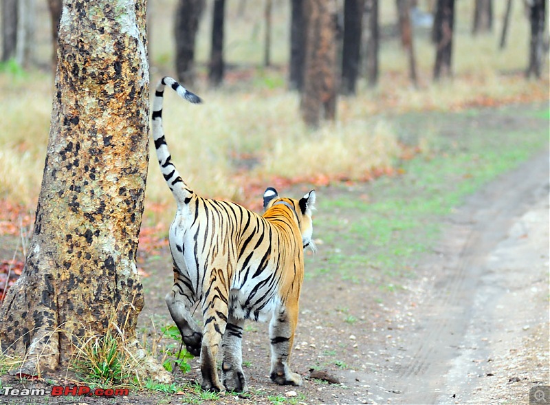 Gurgaon - Jhansi - Khajuraho - Bandhavgarh - Pench - Kanha - Bhedaghat - Gurgaon-4344.jpg