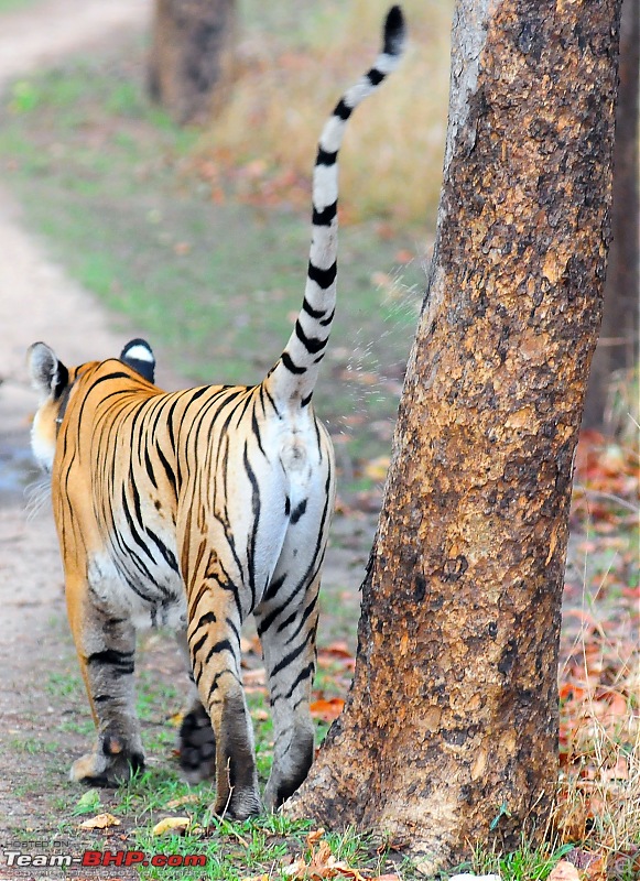 Gurgaon - Jhansi - Khajuraho - Bandhavgarh - Pench - Kanha - Bhedaghat - Gurgaon-4365.jpg