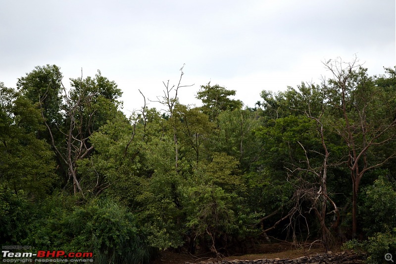 Faujis Drivologues  Chasing Mango showers in WAYANAD and MALNAD!-mgadde-41.jpg