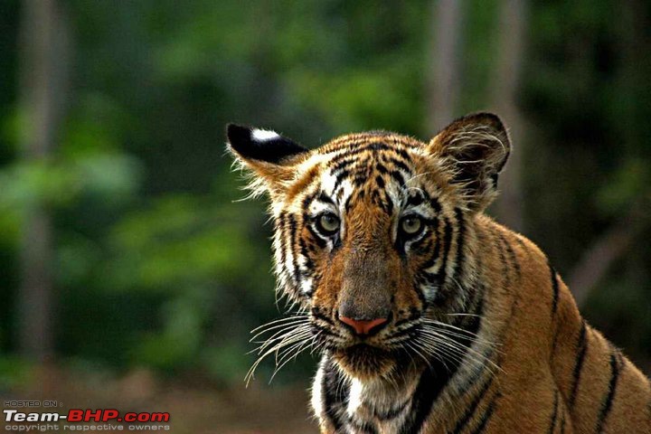 Tadoba Tiger Resrve - Restarting explorations with a Bang !!-35104_10150225099095582_569205581_13500279_144567_n.jpg