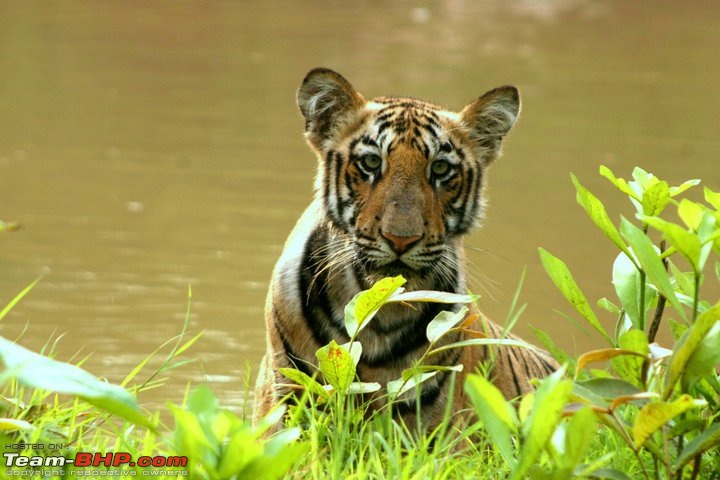 Tadoba Tiger Resrve - Restarting explorations with a Bang !!-197252_10150432769410582_569205581_17472263_4366813_n.jpg