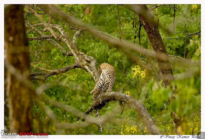 Life in Jungles of Kabini - April 2011-20110419-life-jungles-kabini_0046.jpg