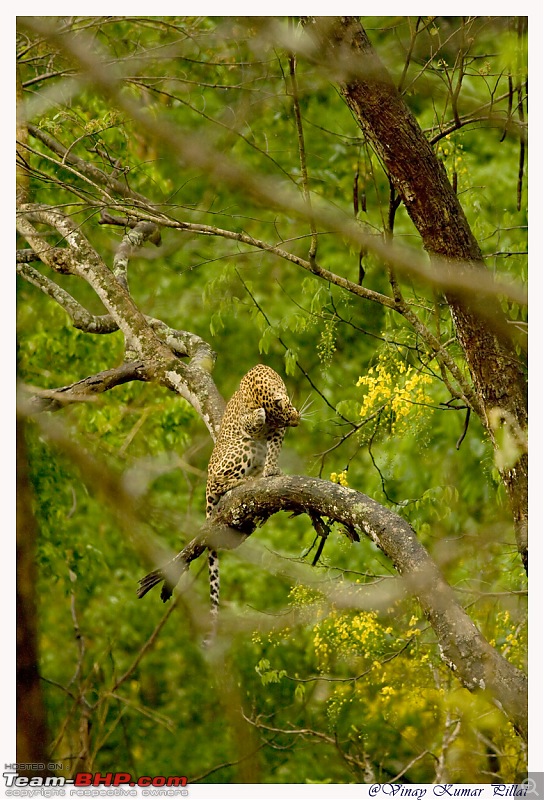 Life in Jungles of Kabini - April 2011-20110419-life-jungles-kabini_0083.jpg