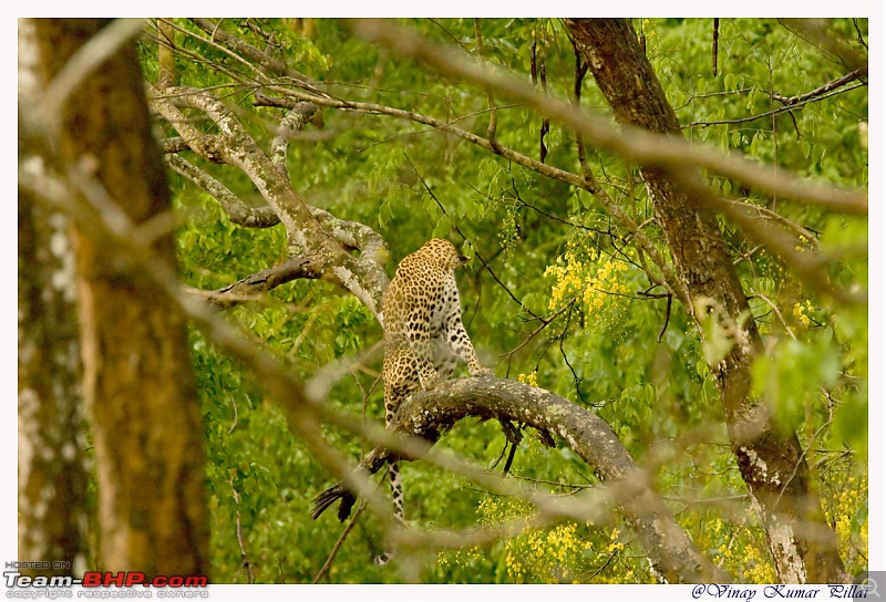 Life in Jungles of Kabini - April 2011-20110419-life-jungles-kabini_0513.jpg