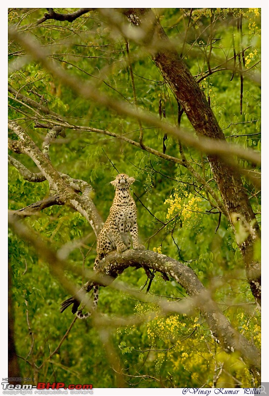 Life in Jungles of Kabini - April 2011-20110419-life-jungles-kabini_0546.jpg