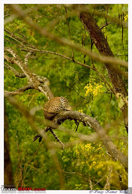 Life in Jungles of Kabini - April 2011-20110419-life-jungles-kabini_0626.jpg