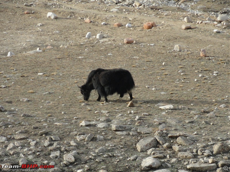 Last-minute Ladakh: My early summer travelogue-dsc03103.jpg