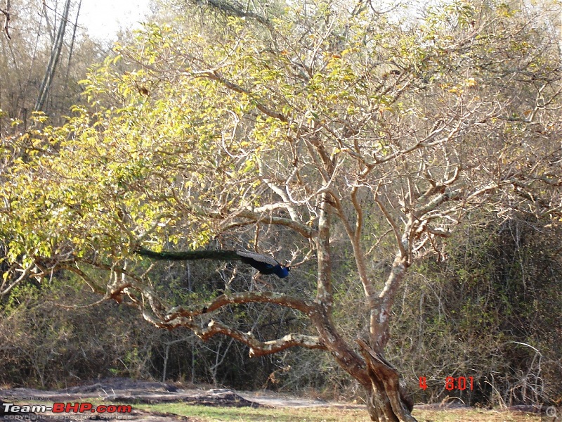 Blore -> Ooty, Bandipur, Mudumalai and Coonoor - Photologue-peacock.jpg