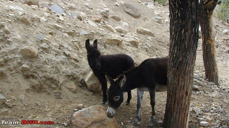 The Spiti Loop > done differently - 7900kms-dsc00630.jpg