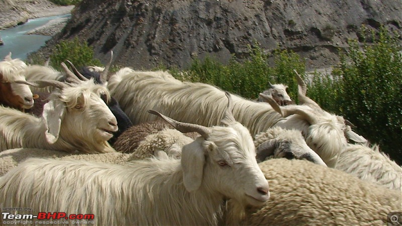 The Spiti Loop > done differently - 7900kms-dsc00663.jpg