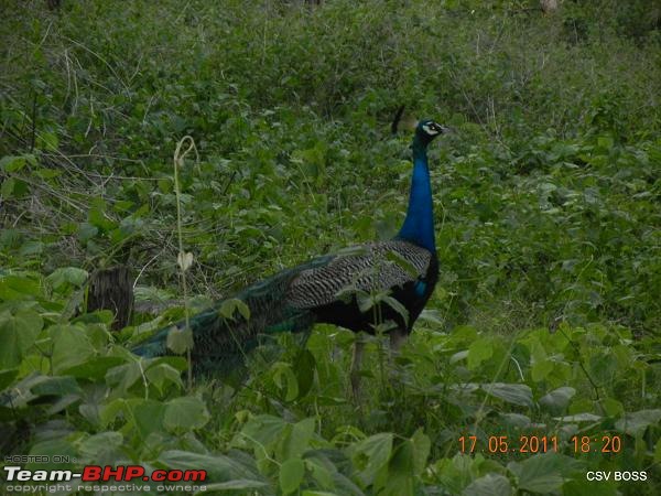 BOSS goes to Ooty!!-12-peacock-welcoming-boss.jpg