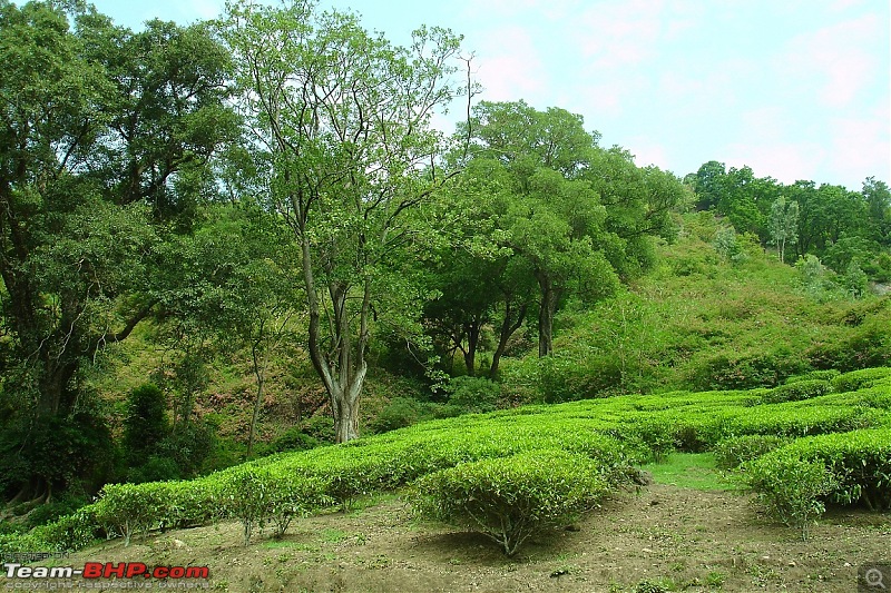 Bangalore-Munnar-Bangalore in 4 days-2.tea-estate-marayoormunnar-route.jpg