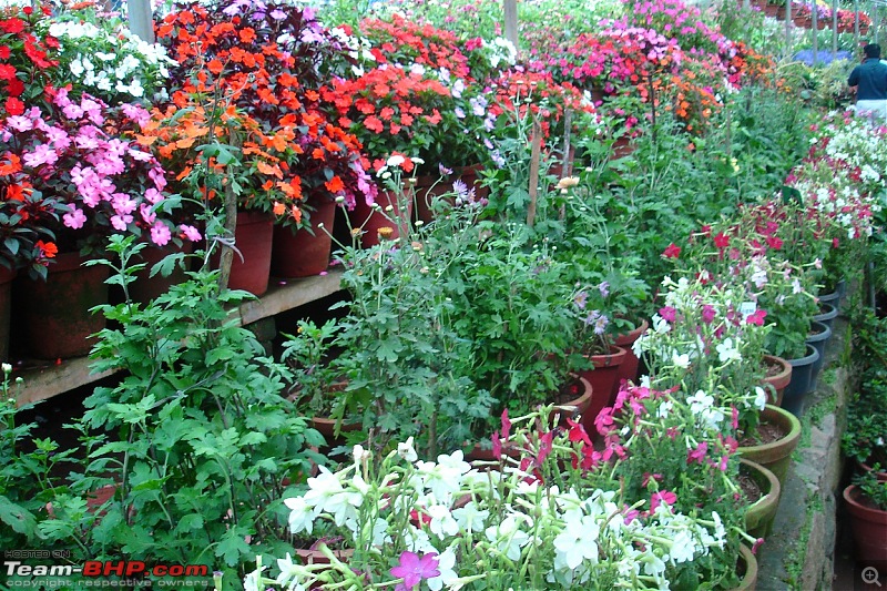 Bangalore-Munnar-Bangalore in 4 days-12.-flower-garden.jpg