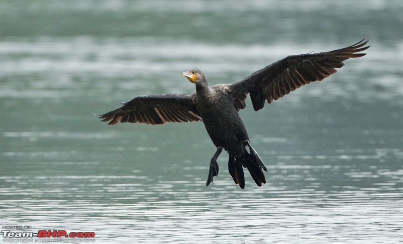 Bandipur & Kabini over weekends : Photologue-_a0r5700crpsmall.jpg