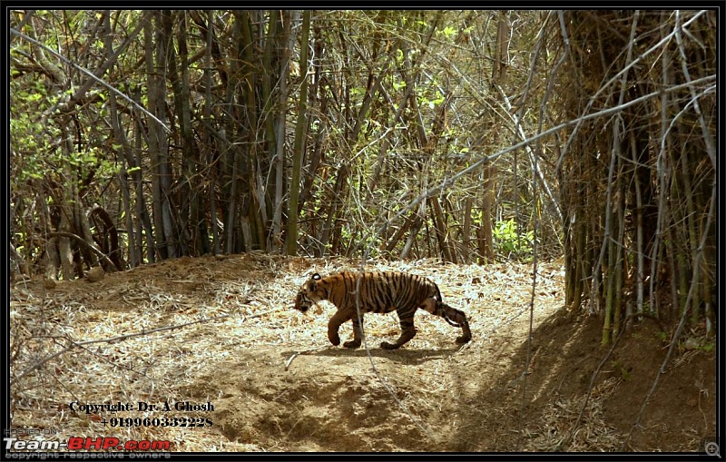 Tadoba Tiger Resrve - Restarting explorations with a Bang !!-img_8434.jpg