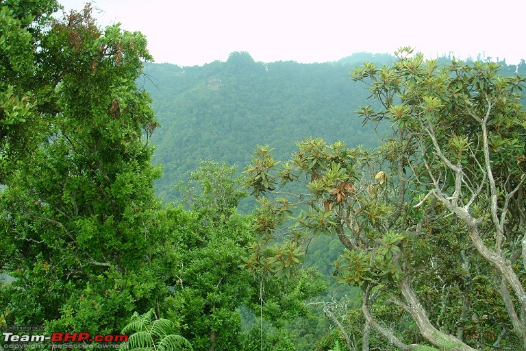 Bangalore-Munnar-Bangalore in 4 days-foliage-top-station-view-point.jpg